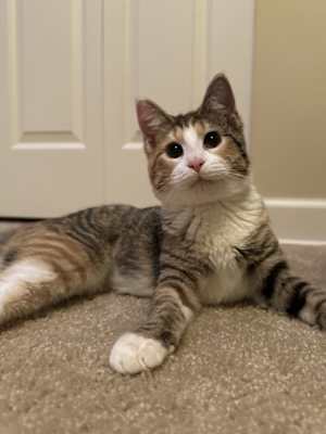 Daisy (Bonded with Dewey) - Photo 1