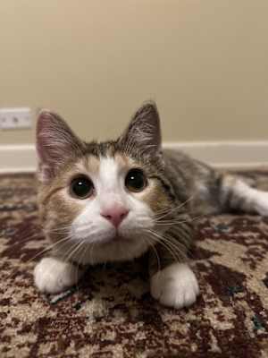 Daisy (Bonded with Dewey) - Photo 2