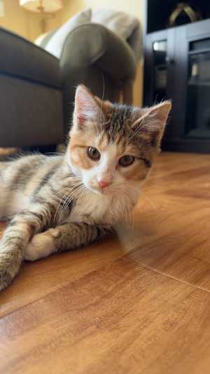 Daisy (Bonded with Dewey) - Photo 3