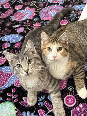 Daisy (Bonded with Dewey) - Photo 4