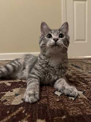Dewey (Bonded with Daisy) - Photo 1