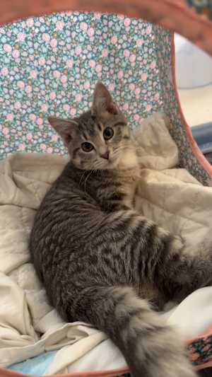 Dewey (Bonded with Daisy) - Photo 4