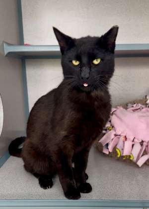 Tux - Photo 2