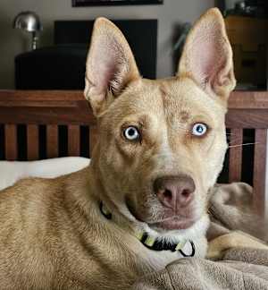 Stella~adopted! - Photo 1