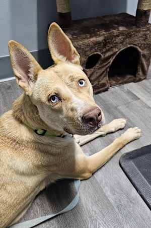 Stella~adopted! - Photo 3