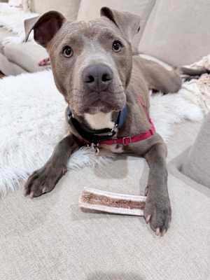 SMOKEY - Photo 1