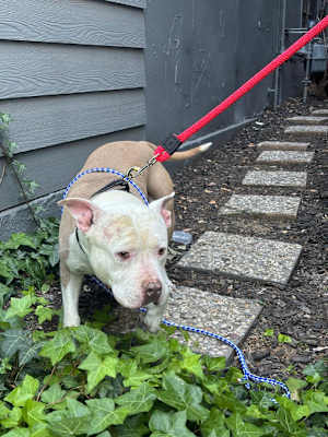Frankie - Photo 1