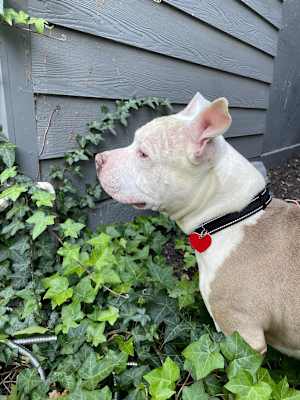 Frankie - Photo 2