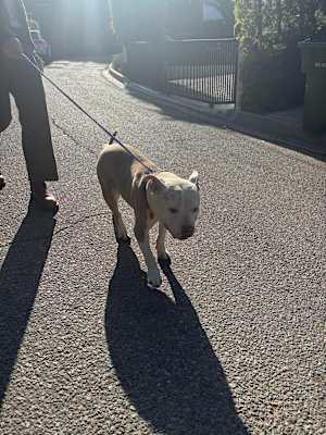 Frankie - Photo 3
