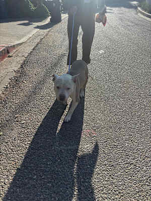 Frankie - Photo 4