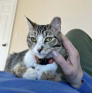 Josie - Photo 2