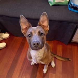 Artemis - Photo 4