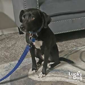 Hemlock - Photo 2