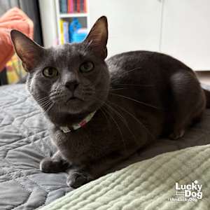 Lilly - Photo 1