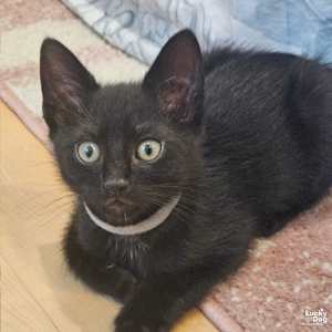 Sable - Photo 2