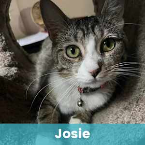 Josie - Photo 1