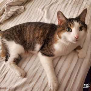 Gizmo - Photo 4