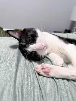 Humphrey - Photo 1