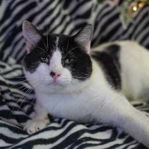 S'moreo - Photo 1