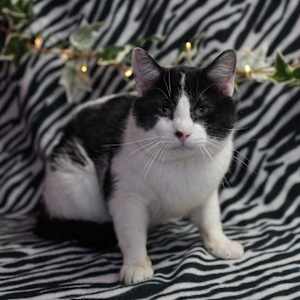 S'moreo - Photo 2