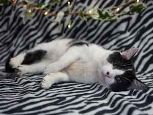 S'moreo - Photo 3