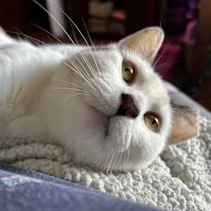 Suki - Photo 1