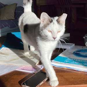 Suki - Photo 3