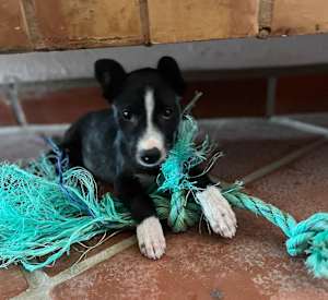 Penelope - Photo 3