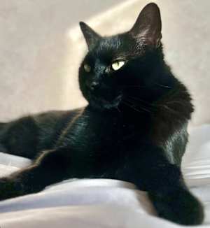 Ozzie-fun loving - Photo 1