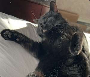 Ozzie-fun loving - Photo 2