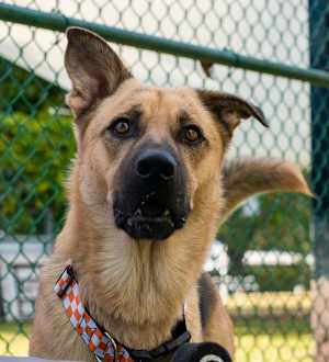 Finch - Photo 4