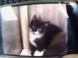ODIE - Photo 1