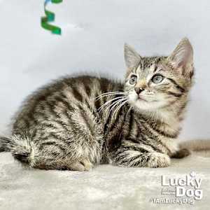 Lucas - Photo 3