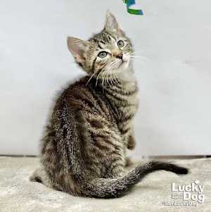 Lucas - Photo 4