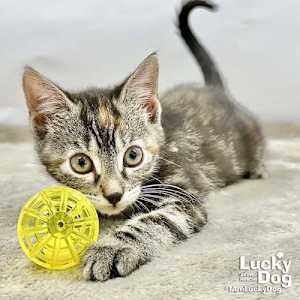 Lillybeth - Photo 3