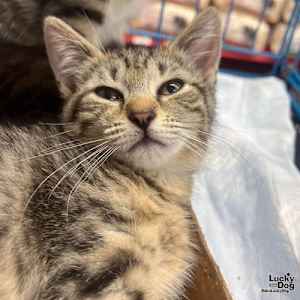 Chatty Cathy - Photo 2