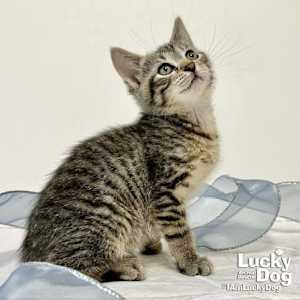 Chatty Cathy - Photo 3