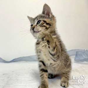 Chatty Cathy - Photo 4