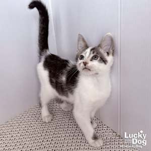 Nigel - Photo 1