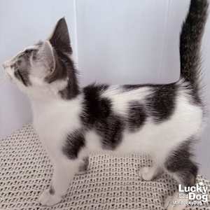 Nigel - Photo 2