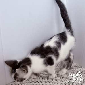 Nigel - Photo 4