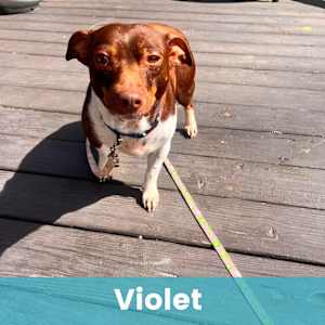 Violet - Photo 1