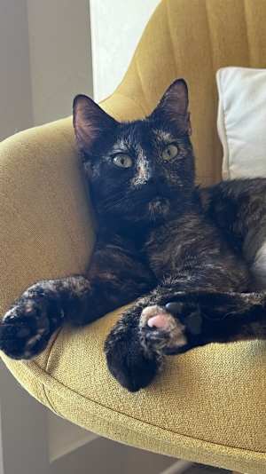 Luna - Photo 1