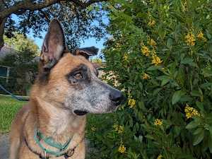 Tyson - Photo 3