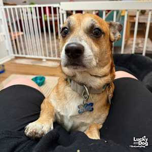 Tobby - Photo 3
