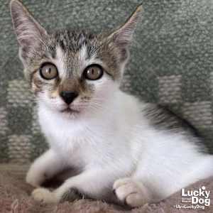 Tiny Kit Kat - Photo 1