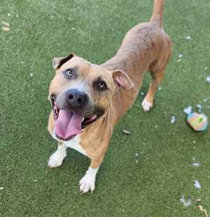 Tyson - Photo 1