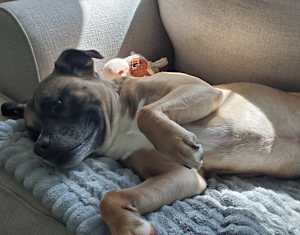 Rudy - Photo 3