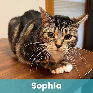 Sophia - Photo 1