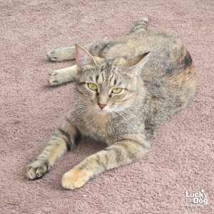 A Street Cat Named Desire - Photo 3